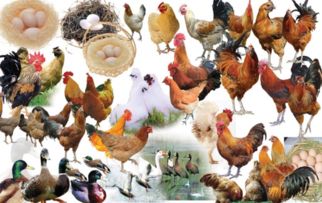 患H7N9人数增多还能安心吃禽类吗 