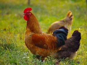 5个脚趾的鸡的品种 脚很粗的鸡是什么品种