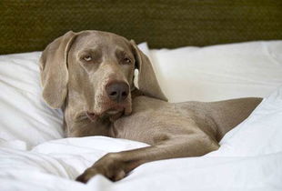 不 床又被霸占了 狗狗爱跟主人挤床的小秘密