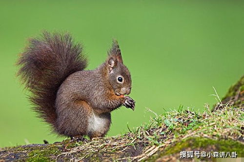 生肖鼠 你要大喜临头,近期5天躲不过的喜,看看是什么喜