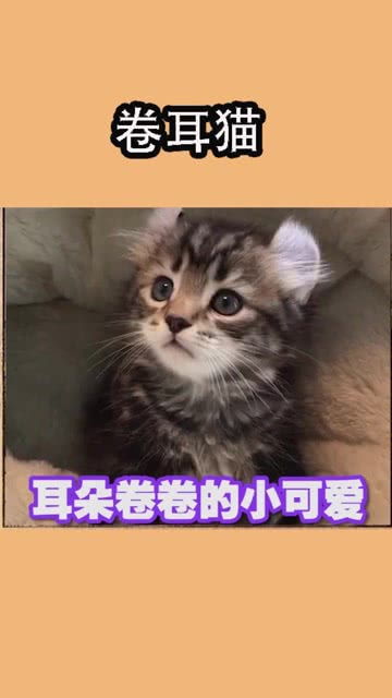 折耳猫,卷耳猫,是一个物种吗 