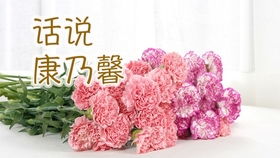 多头康乃馨怎么养开花,康乃馨怎么