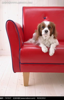 趴在红色沙发上的宠物狗图片免费下载 红动网 