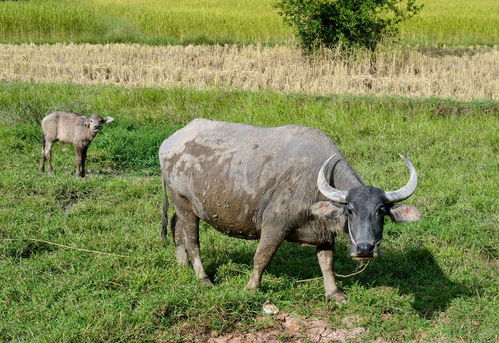 能耕地能拉车,农村养黄牛和养水牛有何区别 养什么性价比更高