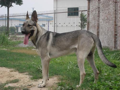 中国第一猛犬,专门杀日本狼青,被称作中国掏肛兽和犬中封喉王
