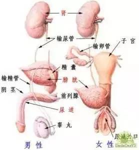 人体八大系统发病顺序解析