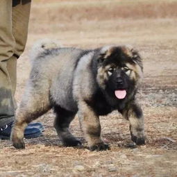 俄罗斯高加索,俄罗斯高加索犬