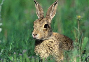 兔子惹了谁 红烧兔头麻辣兔头受伤的总是兔子 