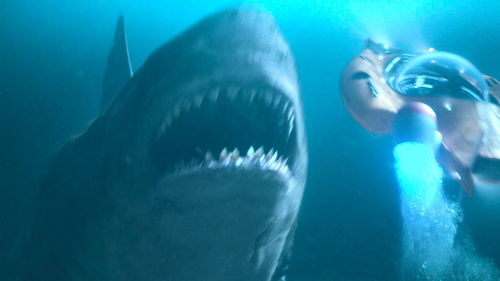 最大的远古巨鲨,大小和力量。