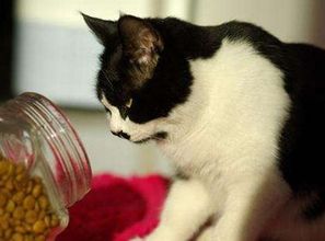 养猫经验 猫咪不爱吃猫粮怎么办,猫挑食不吃猫粮怎么办 