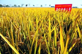 水稻亩产多少斤,一亩地大概能产多少斤水稻？