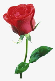花朵玫瑰花素材图片免费下载 高清装饰图案png 千库网 图片编号1244465 
