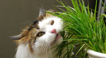 猫吃路边的青草可以吗 普通的草可以代替猫草吗