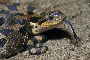 蛇为什么经常吐舌头 