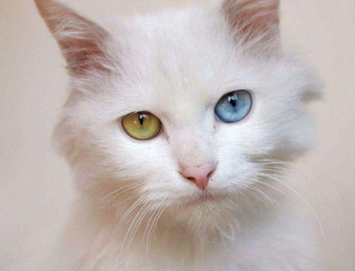 波斯猫的眼睛,为何是两种颜色呢,赶快来看看吧 