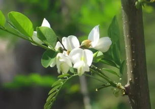 青岛就要进入吃槐花的节奏啦