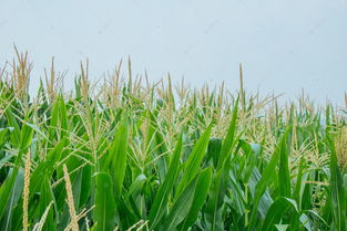 一片成熟的玉米秸秆绿色高清摄影大图 千库网 