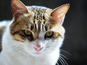 简州猫的提醒很瘦是为什么,简州猫能胖吗