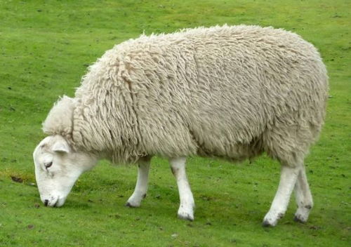 今年财运最佳的是属羊人,下半年运势如何 家有属羊的人看看吧