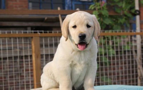 济南宠物狗狗犬舍出售纯种拉布拉多犬 狗市场在哪领养狗