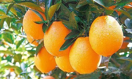赣南脐橙 遭频繁退货,背后原因是啥 农民 退得好