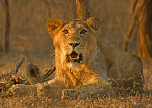 野兽袭击 印度14岁女生室外被两头狮子吃掉,或与病态视频有关