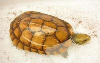 黄喉拟水龟价格 养殖技术 寿命 药用价值 土巴兔家居百科 
