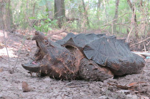 鳄龟咬合力接近孟加拉虎 早已有人证明过,它不适合做宠物