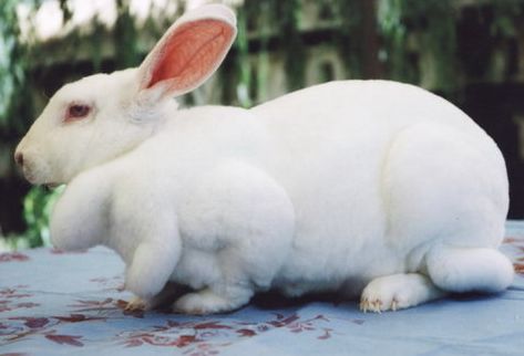 兔子的种类大全 可分肉用 皮用 皮肉兼用三大类