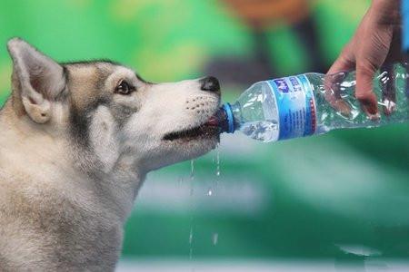 狗子突然大量喝水,其实暗示这5件事,主人要注意了