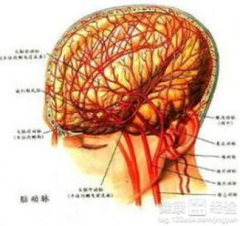 老年脑萎缩什么药物治疗最好