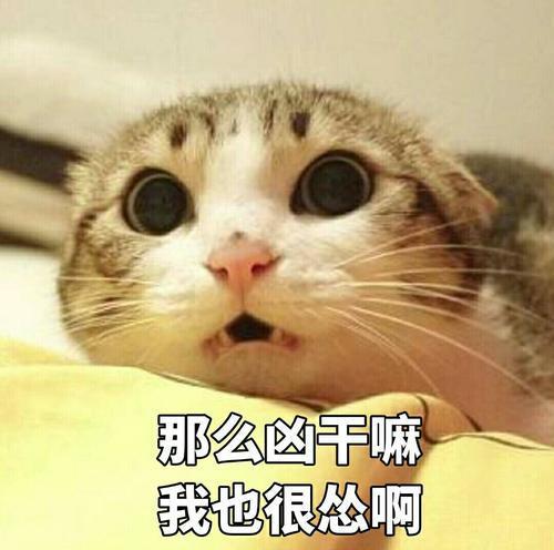 99 的主人都不知道的冷知识,猫咪的呼噜声到底是怎么发出来的