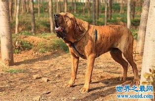 十种世界上最大的狗排名,太阳神犬大丹体长2.2米 
