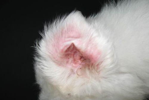 猫得了耳螨 该怎么办 一篇文章教你对付猫耳螨