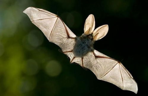 蝙蝠,这个锅不背 ,BBC这部纪录片为 第一背锅侠 鸣冤正名