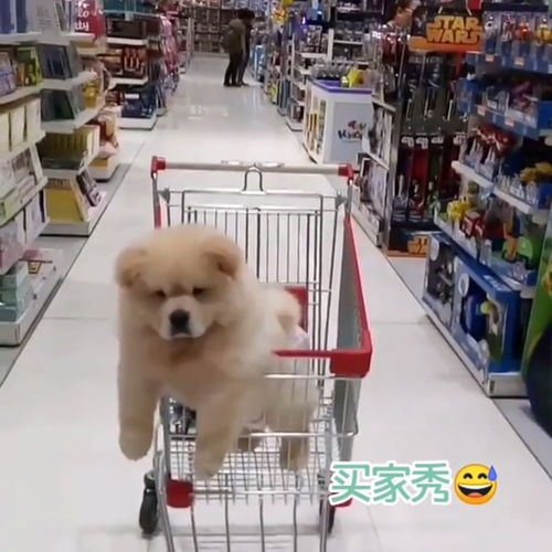 带狗子逛超市是一种嘛感觉 