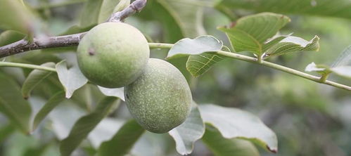 原来核桃是长树上的 野菜核桃仁 