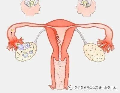 卵巢的作用和主要功能是什么