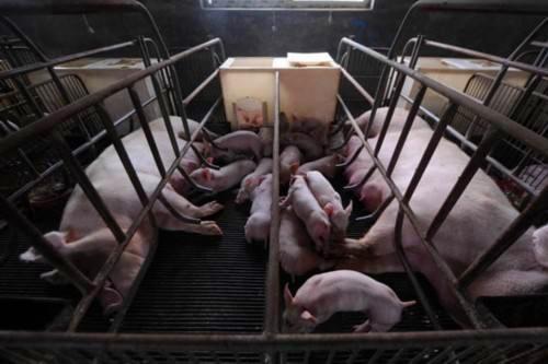 广西4男子持械抢70头种猪被刑拘,称猪肉价格上涨起歪念