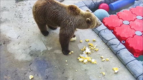 为什么说俄罗斯棕熊是西伯利亚大仓鼠 网友 这回我信了 