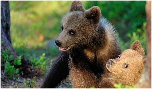 棕熊的生活习性有哪些 