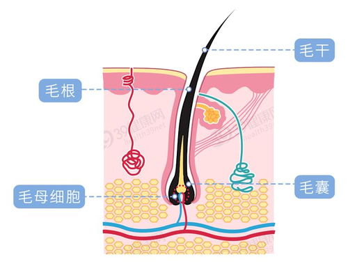 脱毛冷知识,女生必看 