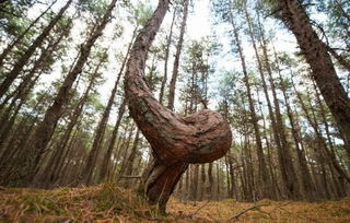 树干上长根的是什么树图片,树干上长根的神秘之树，生命力的奇迹展示