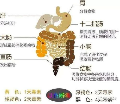 公益科普行肠道健康日,了解肠道健康的重要性