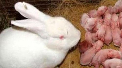 为什么刚出生的小兔子,很多都还没来得及睁眼,就被兔妈妈咬死