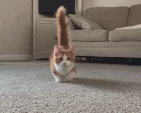 猫的尾巴有什么作用 