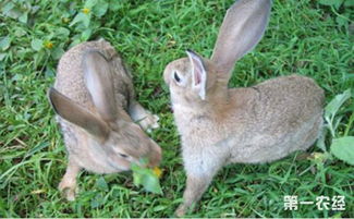 肉兔要怎么养 提高肉兔养殖效益的方法介绍