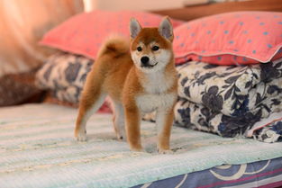 哪里有纯种的柴犬 日本柴犬什么价位 柴犬是小型犬