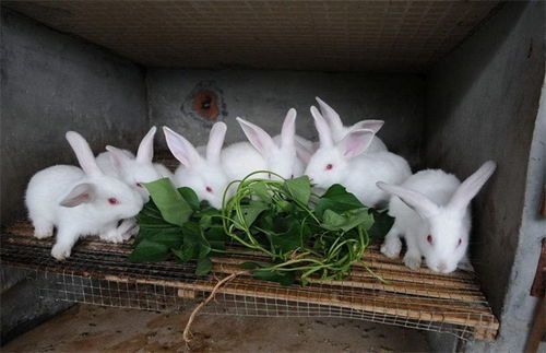 养殖兔子的几个方法