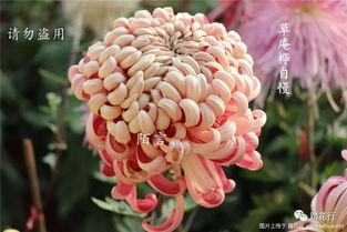 18年养的一些日本菊花品种 上